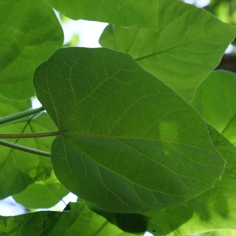 Paulownia tomentosa — Graines