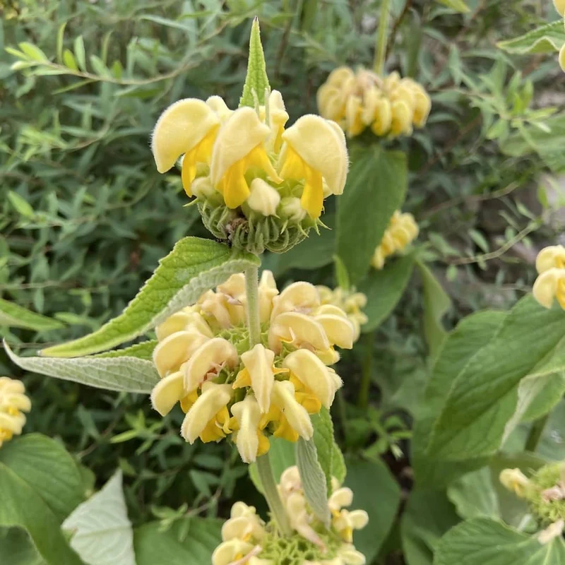 Sauge turque — Phlomis de Russell — Graines ou plant