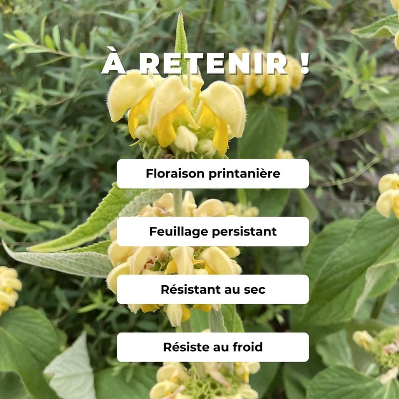Sauge turque — Phlomis de Russell — Graines ou plant