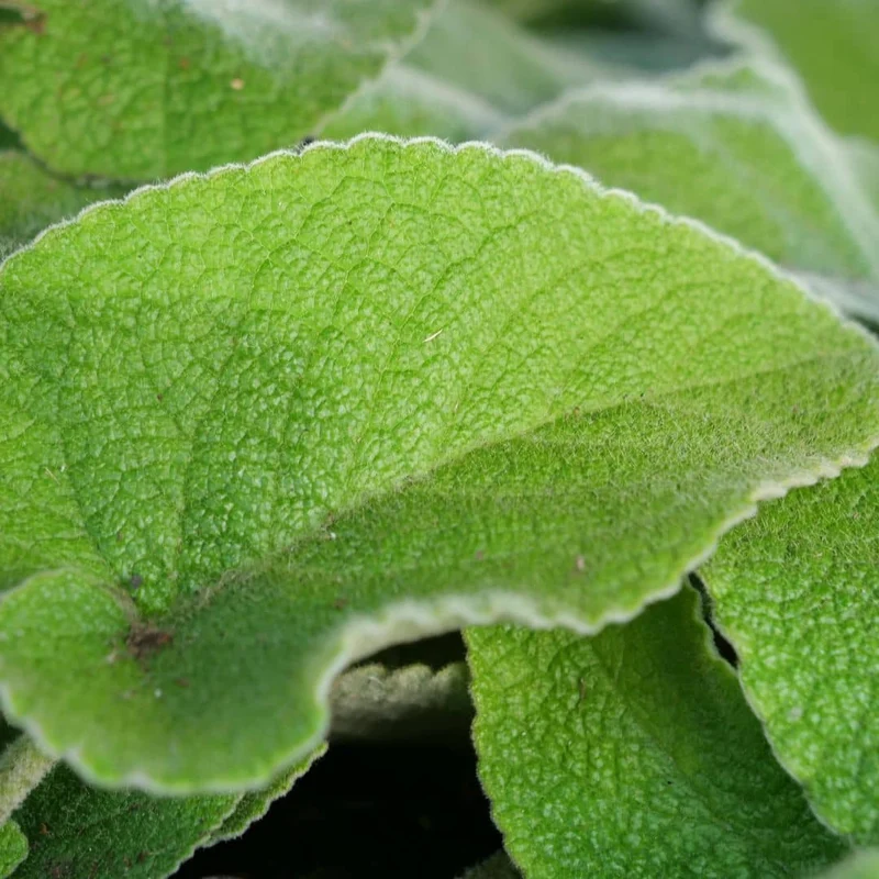 Sauge turque — Phlomis de Russell — Graines ou plant