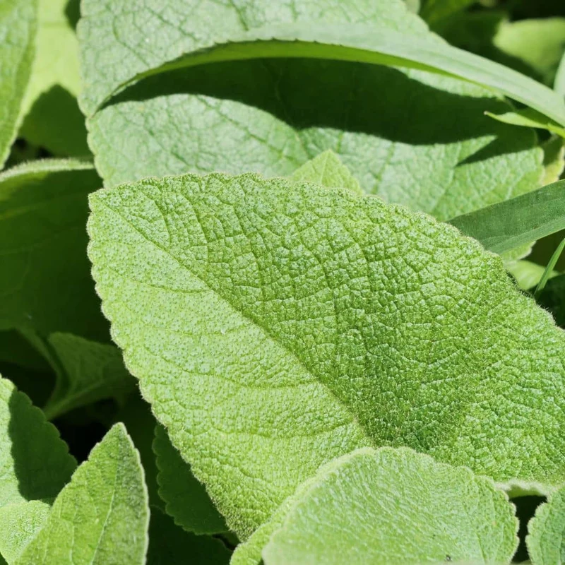 Sauge turque — Phlomis de Russell — Graines ou plant