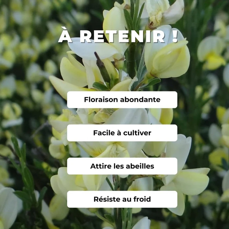 Genêt blanc Albus — Graines