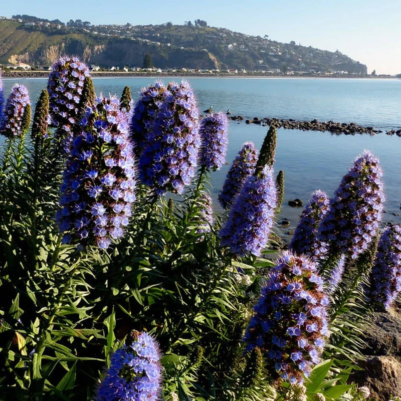 Vipérine de Madère — Graines ou plant