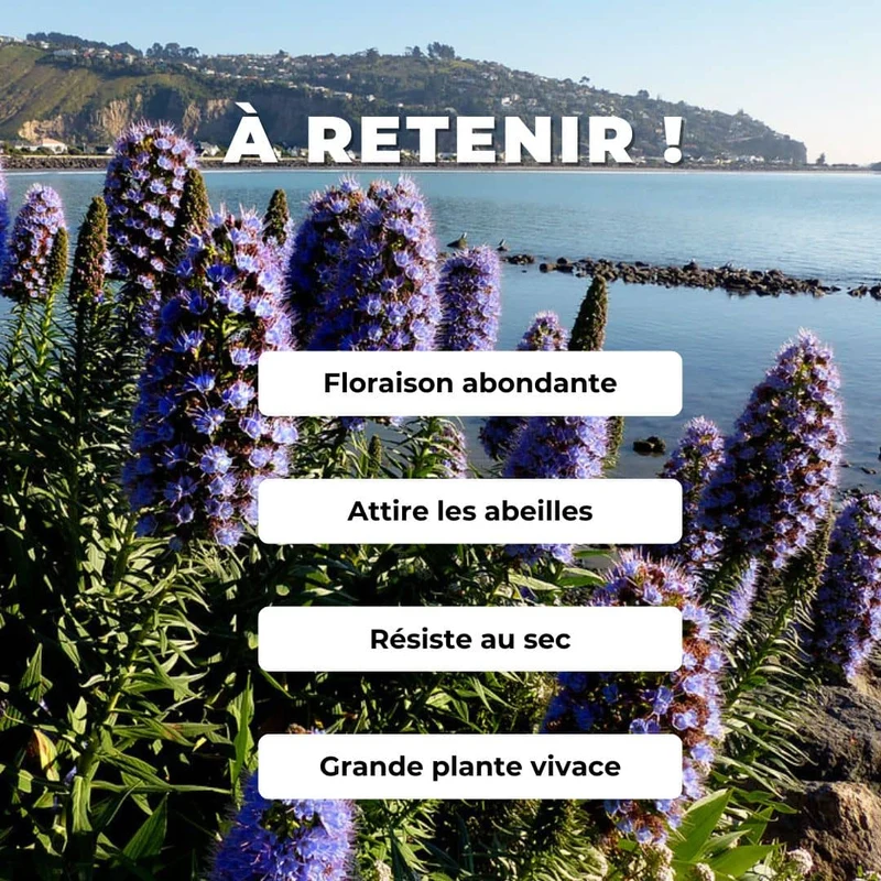 Vipérine de Madère — Graines ou plant
