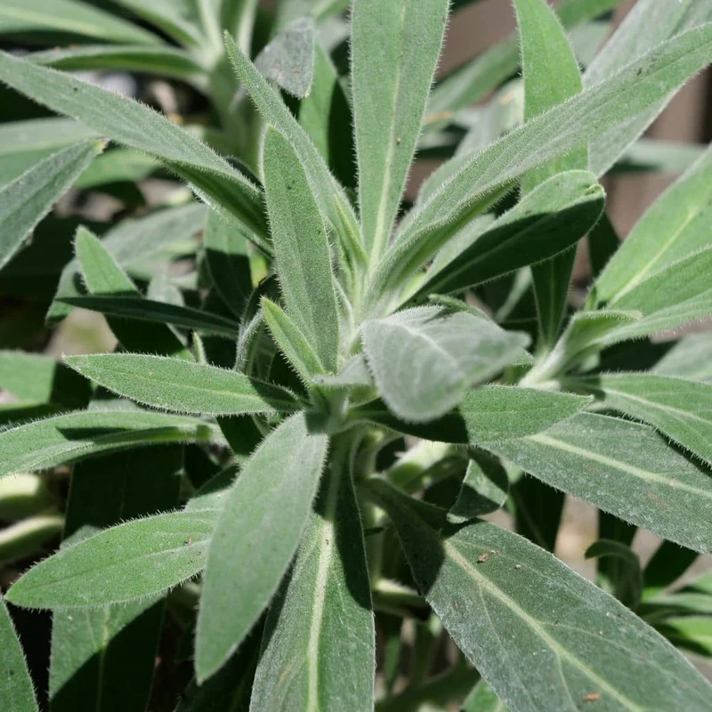 Vipérine de Madère — Graines ou plant