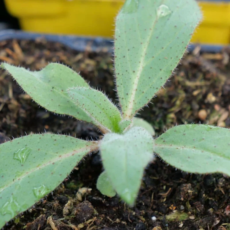 Vipérine de Madère — Graines ou plant