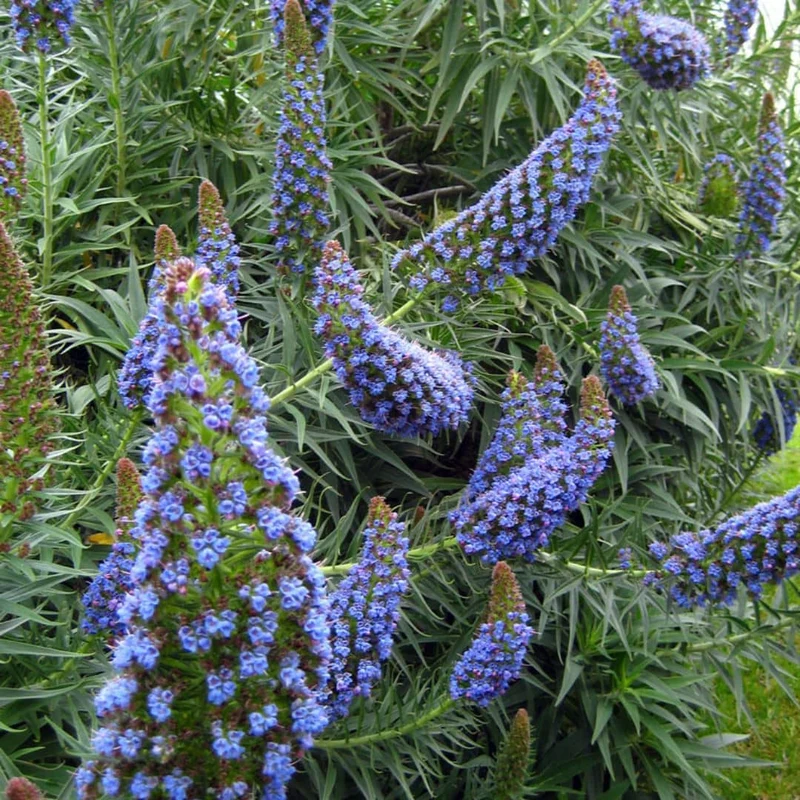 Vipérine de Madère — Graines ou plant