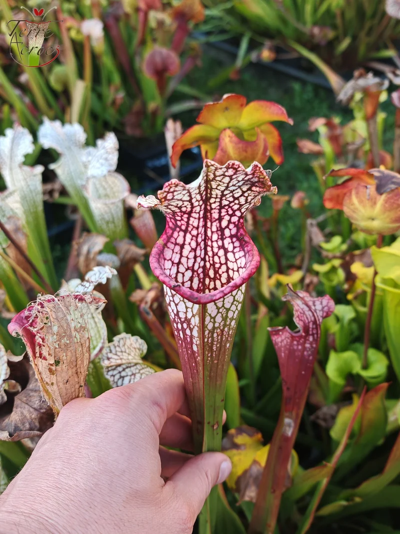 SX26b Sarracenia x (leucophylla x 'Bella') (clone b)