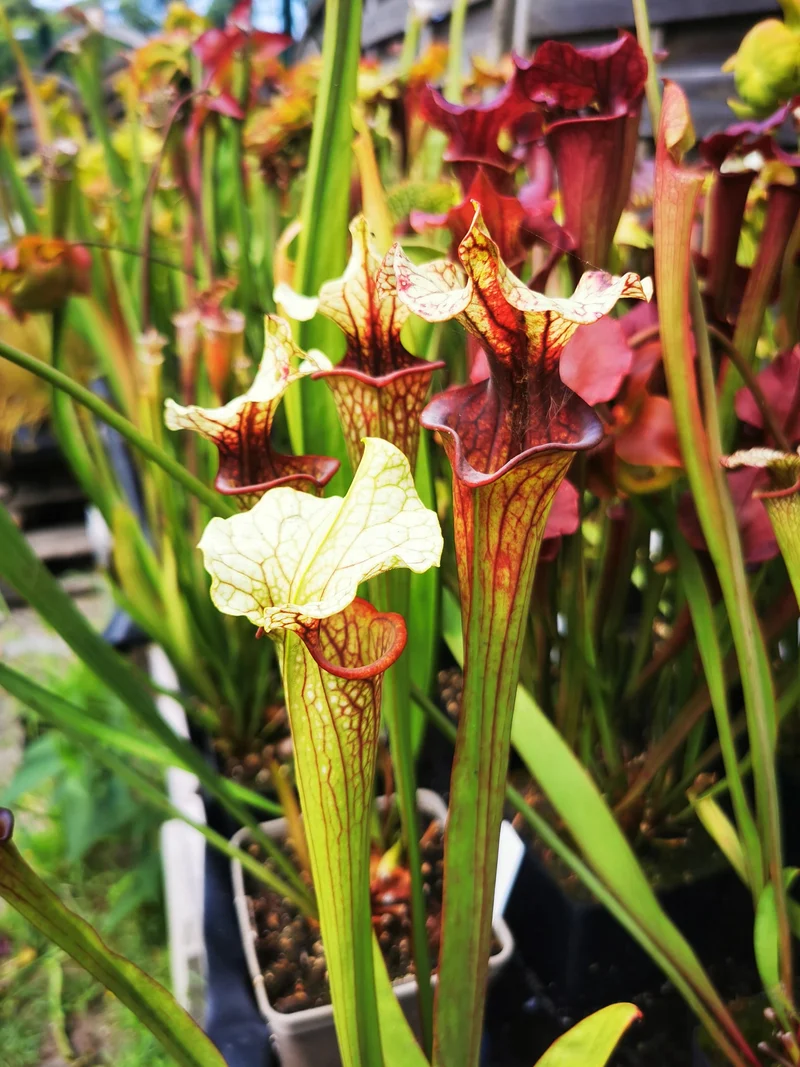 SX37a Sarracenia x "Soul Reaver"