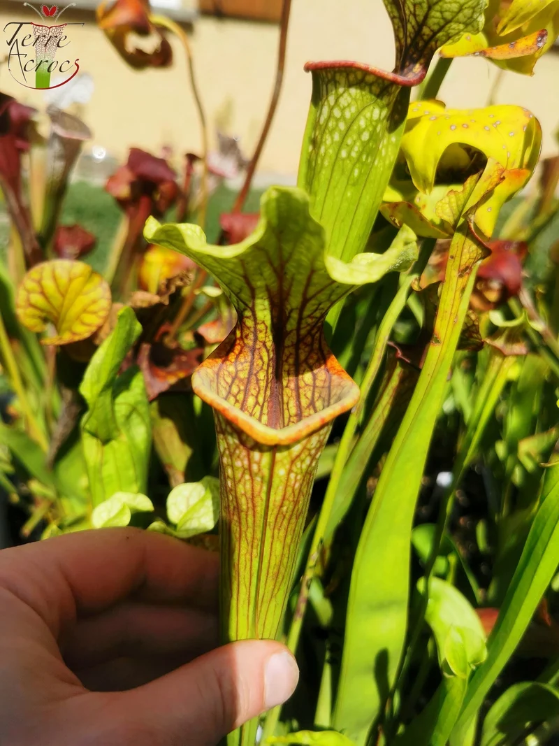 SX37a Sarracenia x "Soul Reaver"