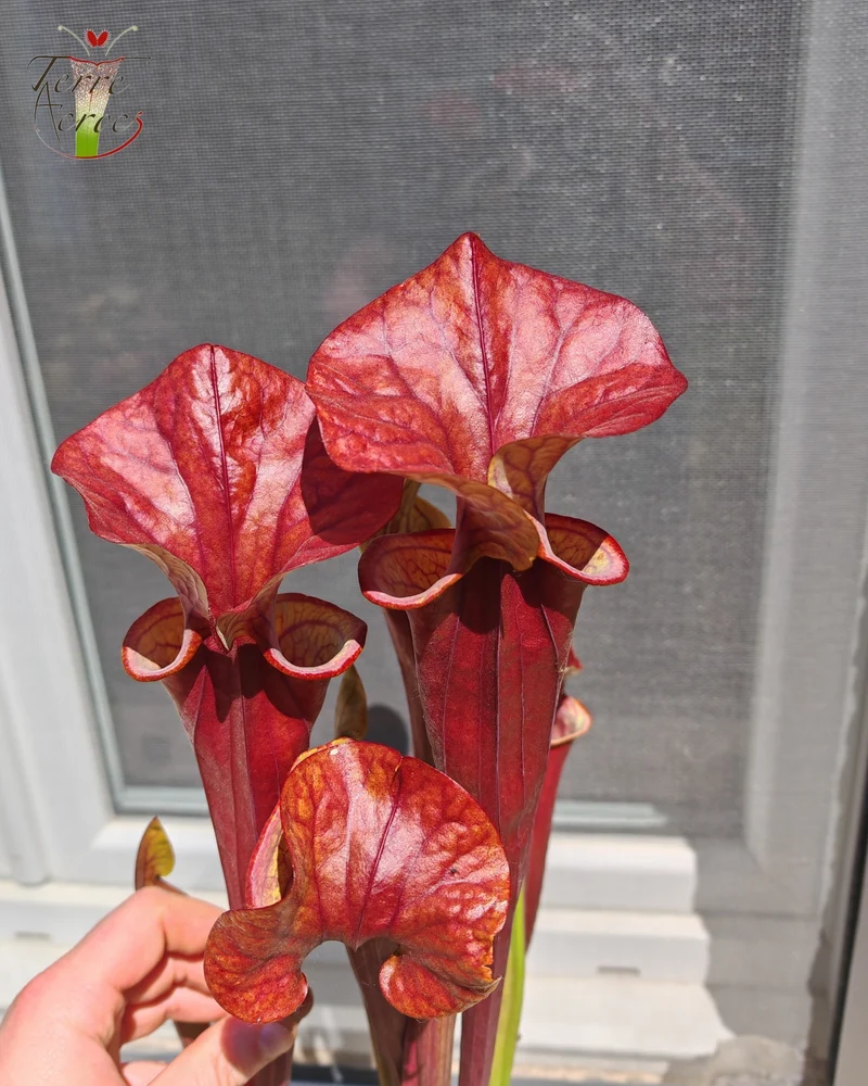SX47 Sarracenia x “Orpaillage”