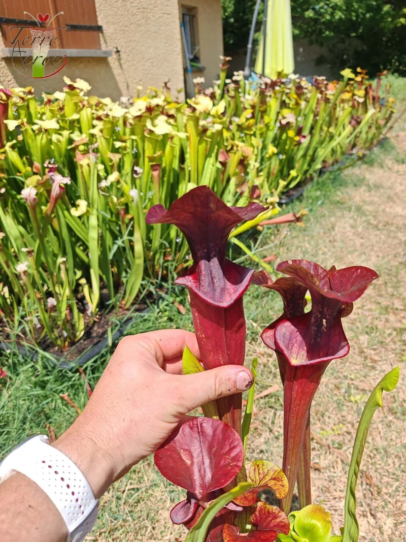 SX47 Sarracenia x “Orpaillage”
