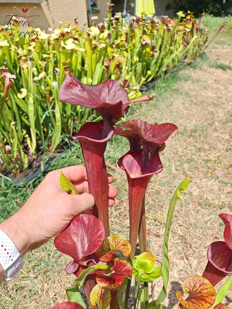 SX47 Sarracenia x “Orpaillage”