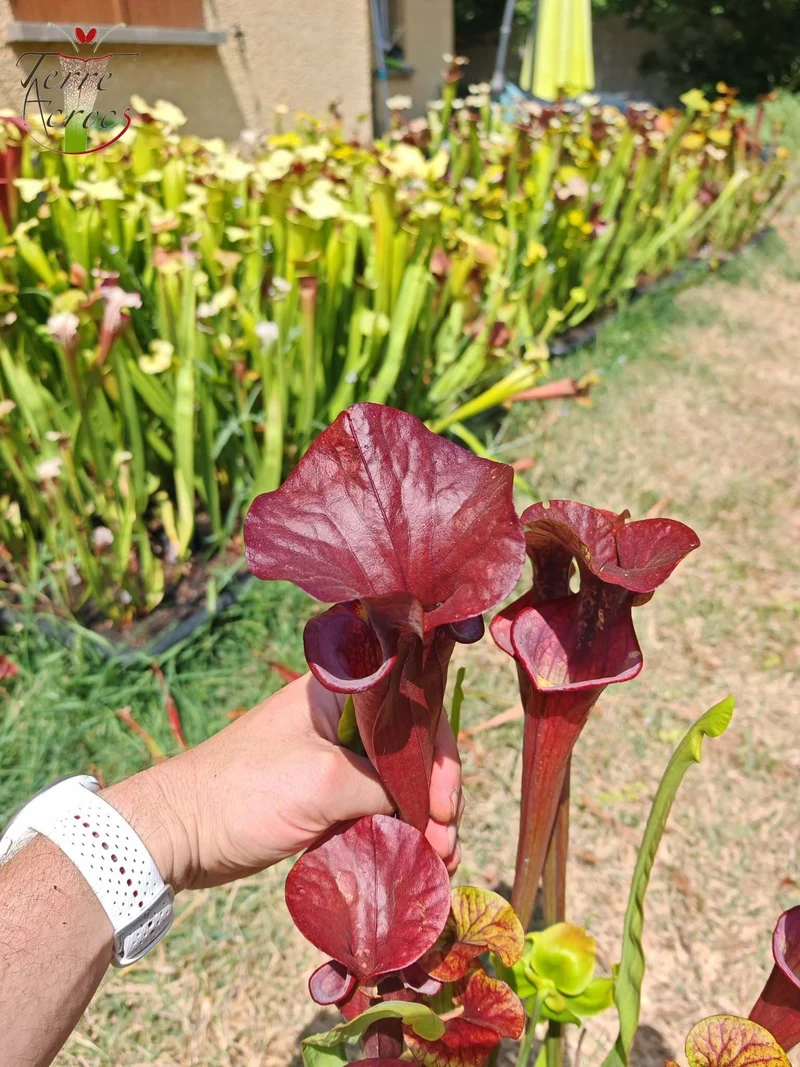 SX47 Sarracenia x “Orpaillage”