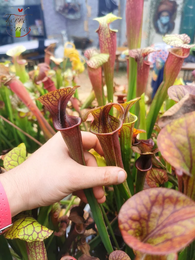 SX47 Sarracenia x “Orpaillage”