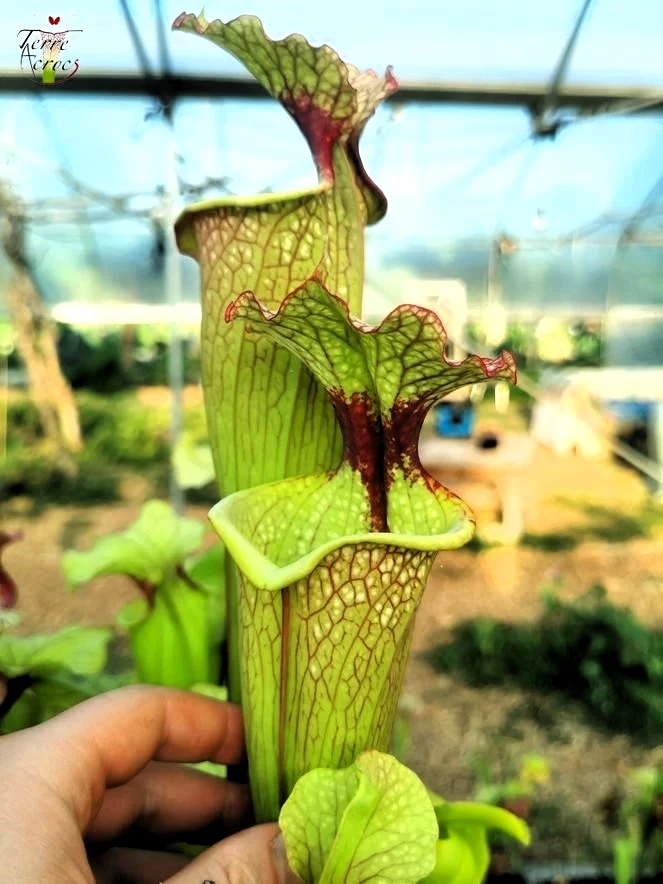Graines Sarracenia 2025 (SXM03 x OP)