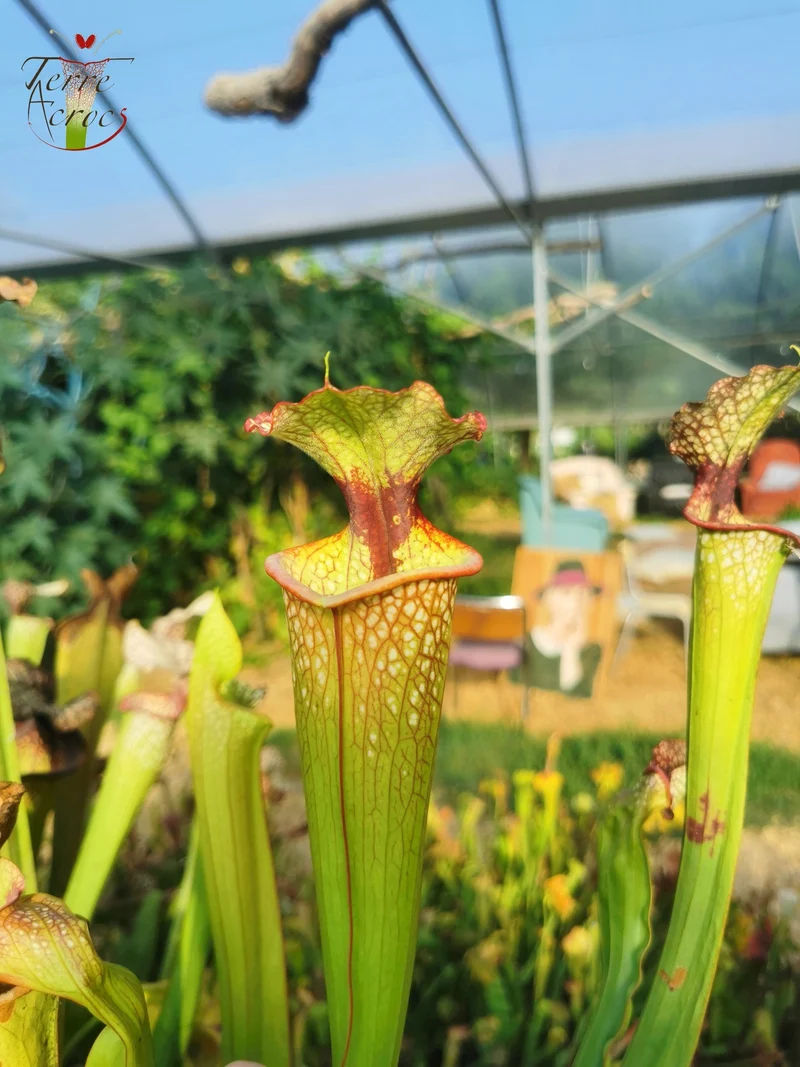 Graines Sarracenia 2025 (SXM03 x OP)
