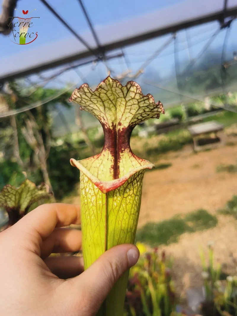 Graines Sarracenia 2025 (SXM03 x OP)