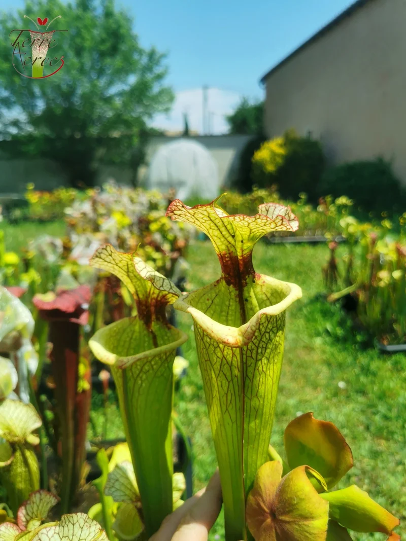 Graines Sarracenia 2025 (SXM03 x OP)