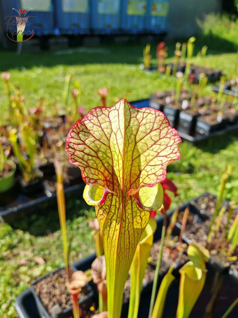 Graines Sarracenia 2025 (SXM03 x OP)