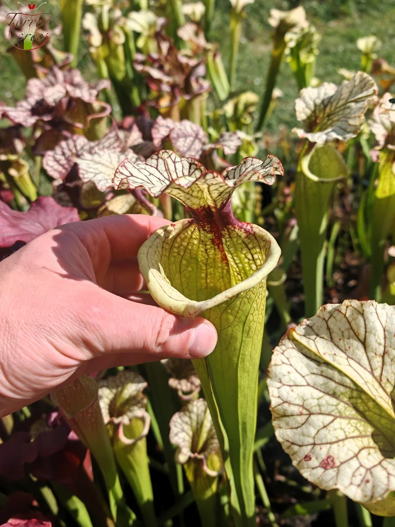 Graines Sarracenia 2025 (SXM03 x OP)