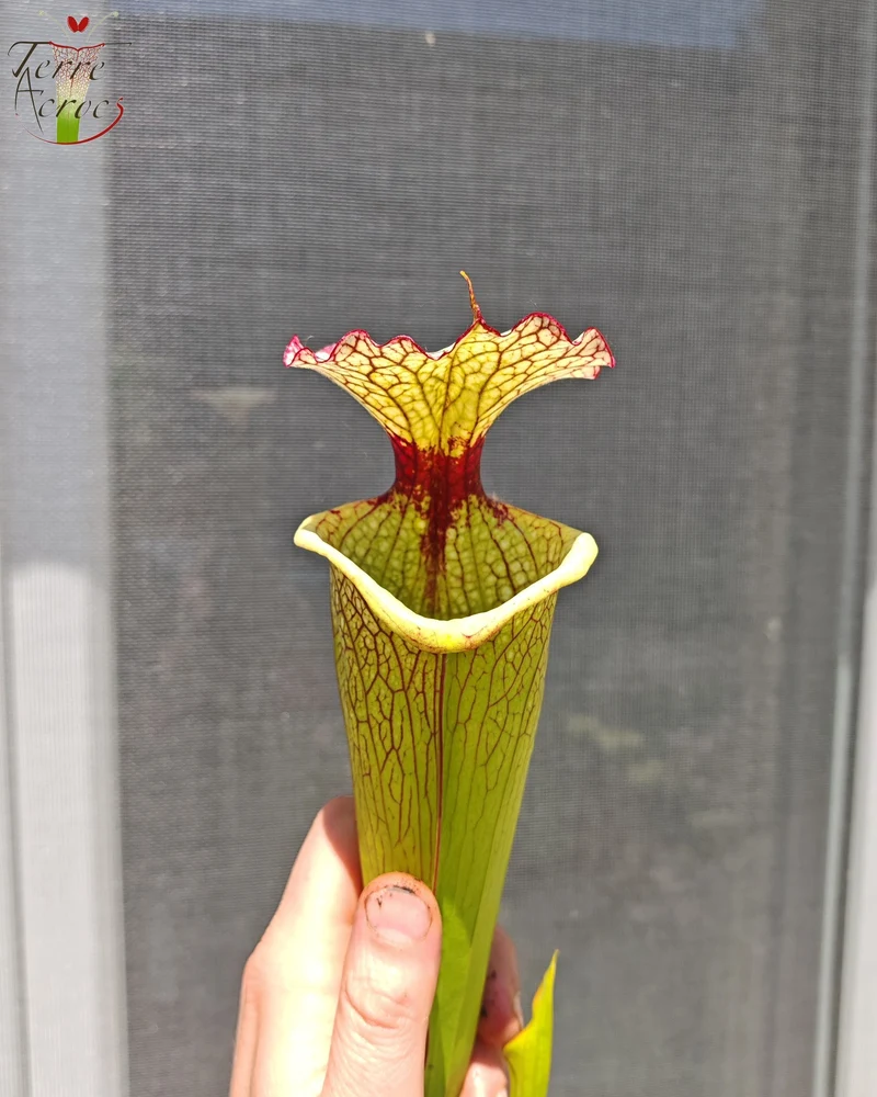 Graines Sarracenia 2025 (SXM03 x OP)
