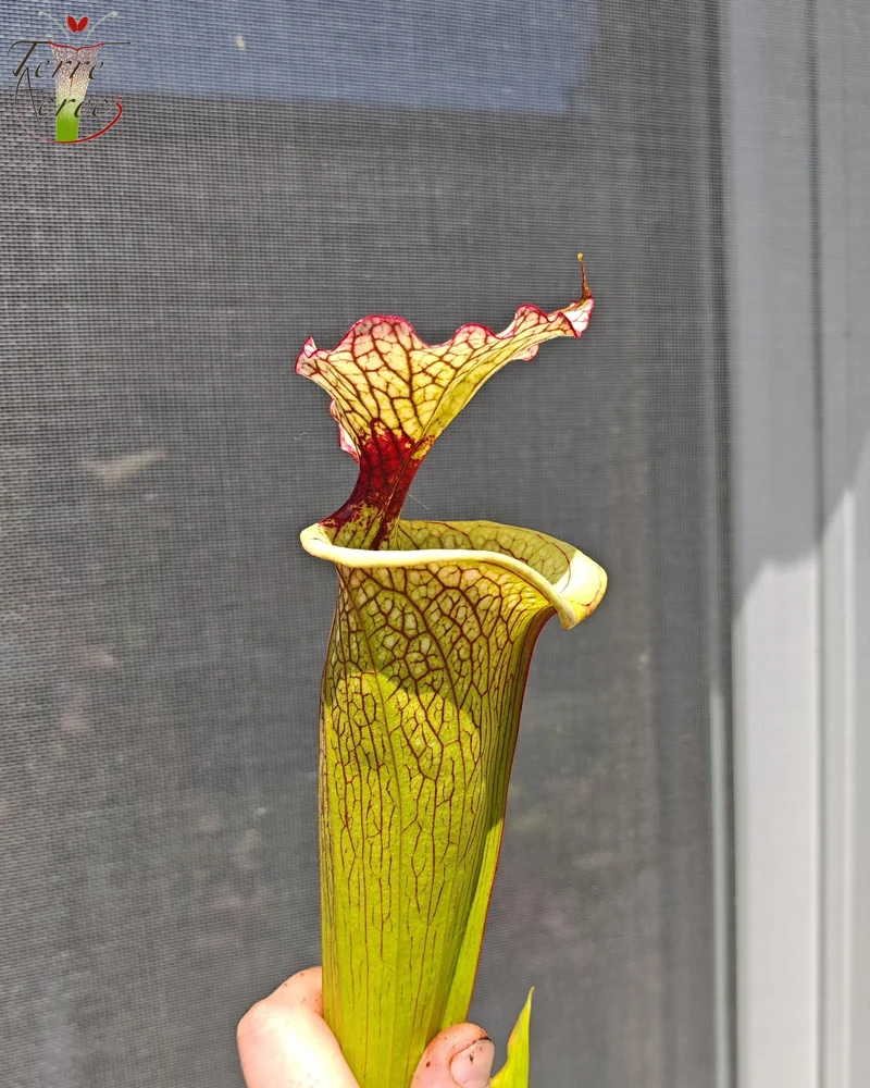 Graines Sarracenia 2025 (SXM03 x OP)