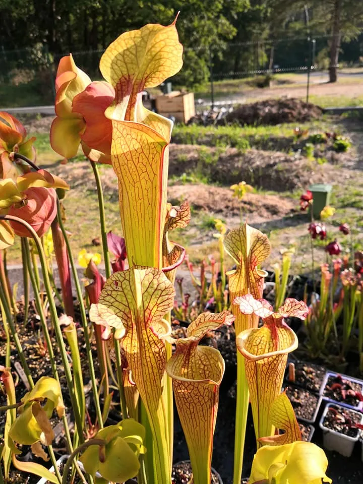 Graines Sarracenia 2025 (SXM03 x OP)
