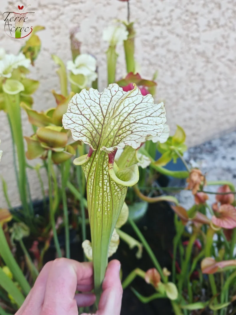 SXM07 Sarracenia x moorei — FL, (W) (S. flava var. rugelii x S. leucophylla) (H34, MK)