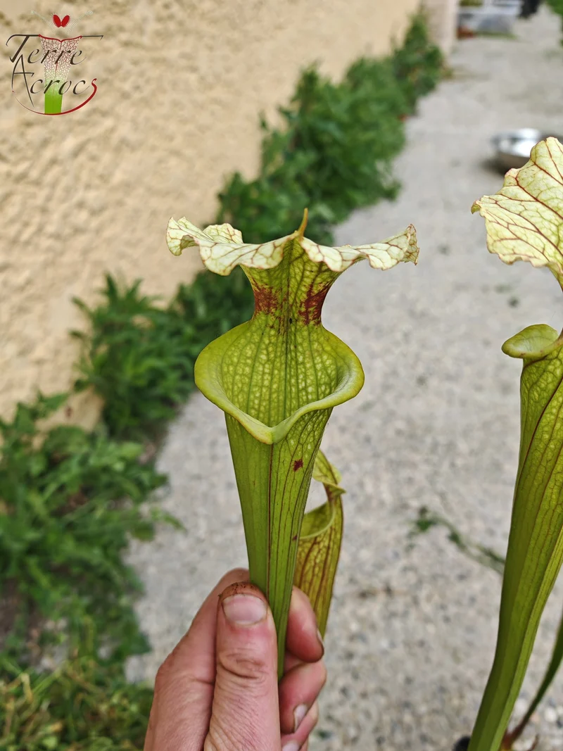 SXM07 Sarracenia x moorei — FL, (W) (S. flava var. rugelii x S. leucophylla) (H34, MK)
