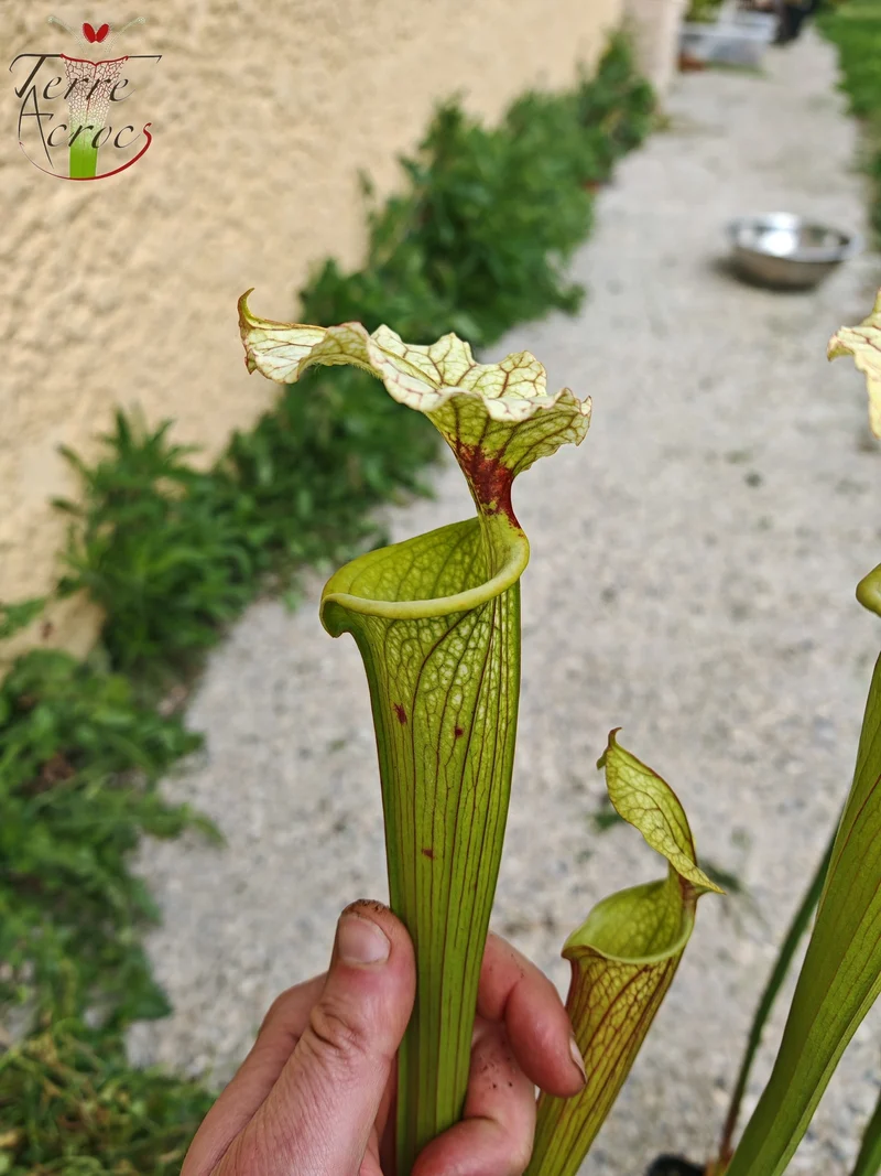 SXM07 Sarracenia x moorei — FL, (W) (S. flava var. rugelii x S. leucophylla) (H34, MK)