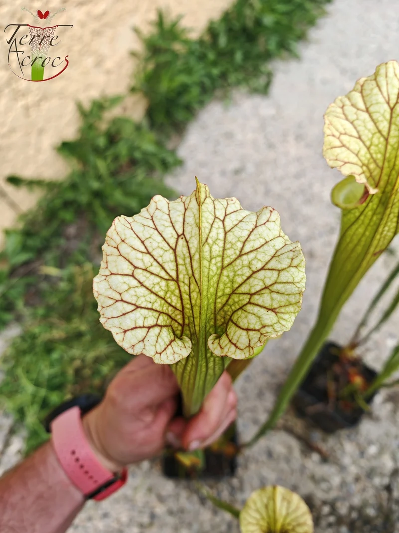 SXM07 Sarracenia x moorei — FL, (W) (S. flava var. rugelii x S. leucophylla) (H34, MK)