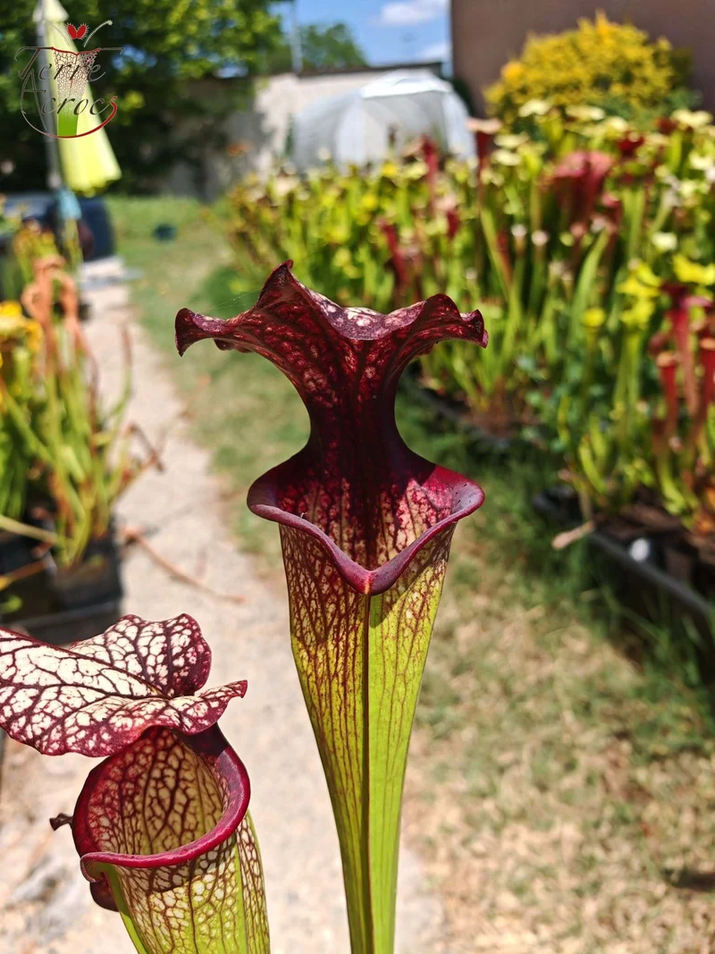 SXM06n Sarracenia x moorei — (S. flava var. ornata (F88, MK) x S. leucophylla (L18, MK))(clone N)