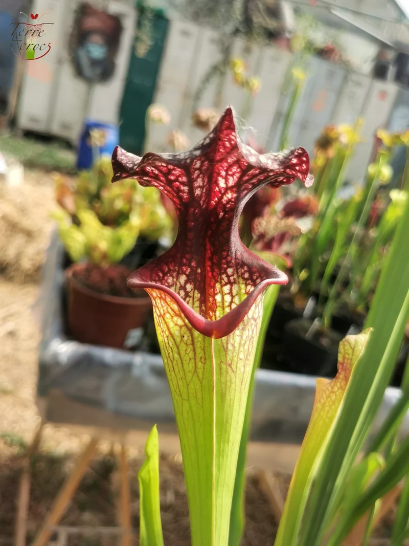Graines Sarracenia 2025 (SXM06n x OP)