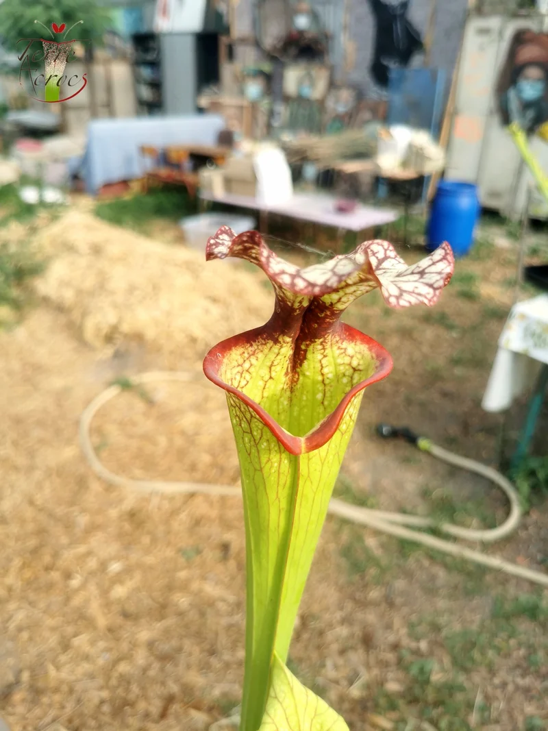 Graines Sarracenia 2025 (SXM06n x OP)
