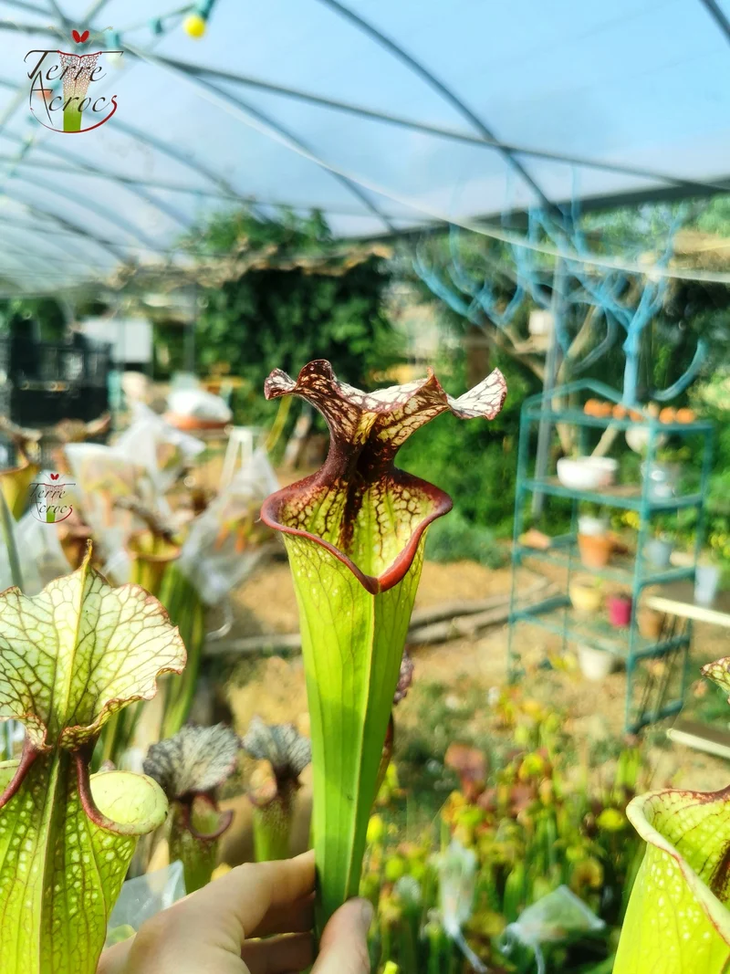 Graines Sarracenia 2025 (SXM06n x OP)