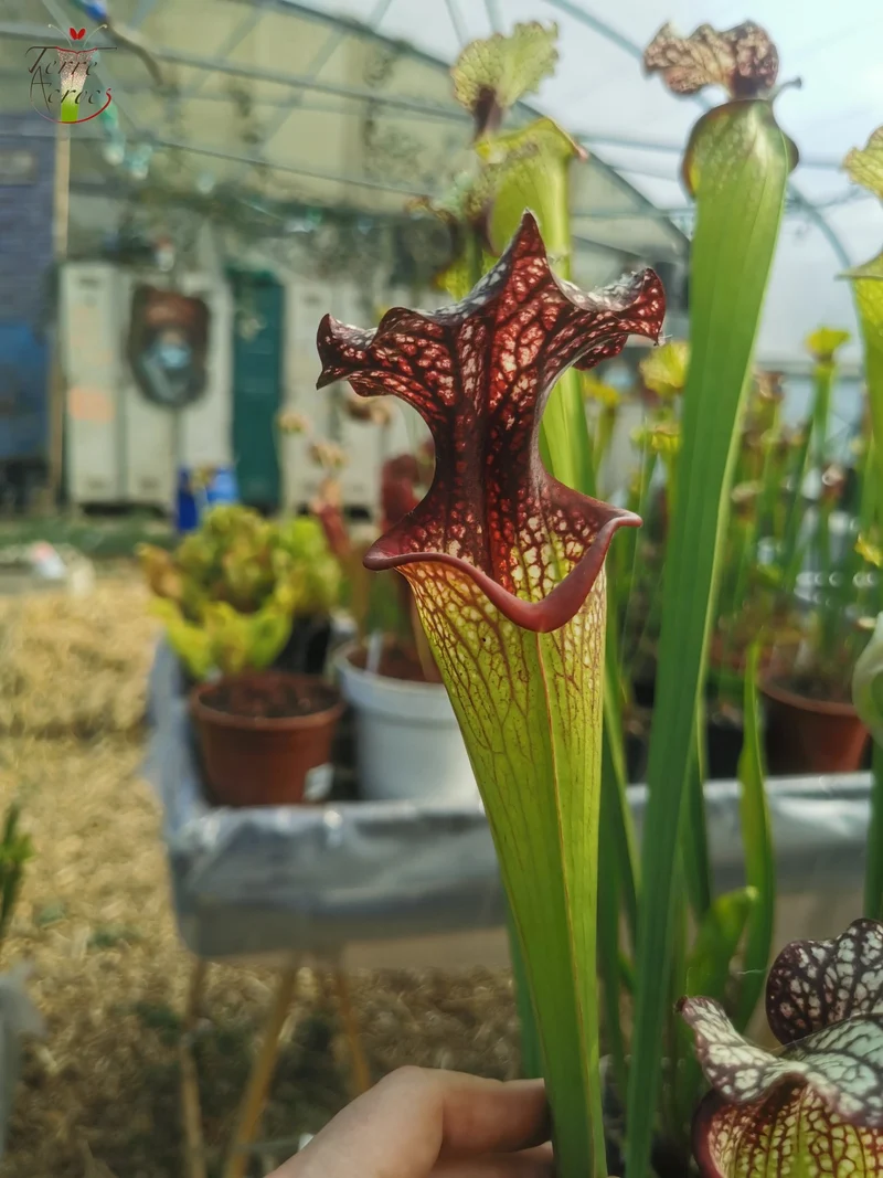 Graines Sarracenia 2025 (SXM06n x OP)