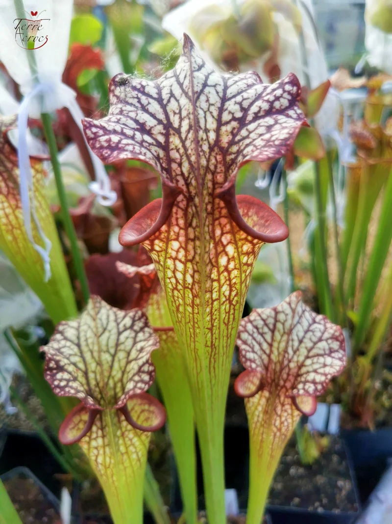 Graines Sarracenia 2025 (SXM06n x OP)