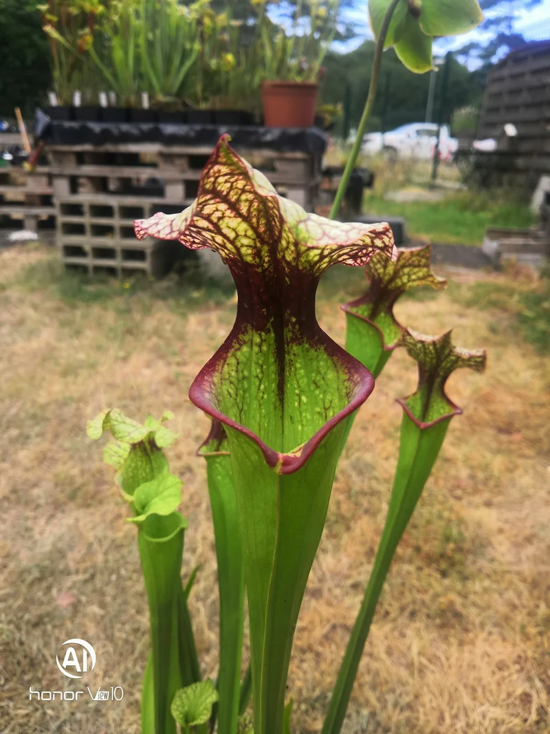 Graines Sarracenia 2025 (SXM06n x OP)