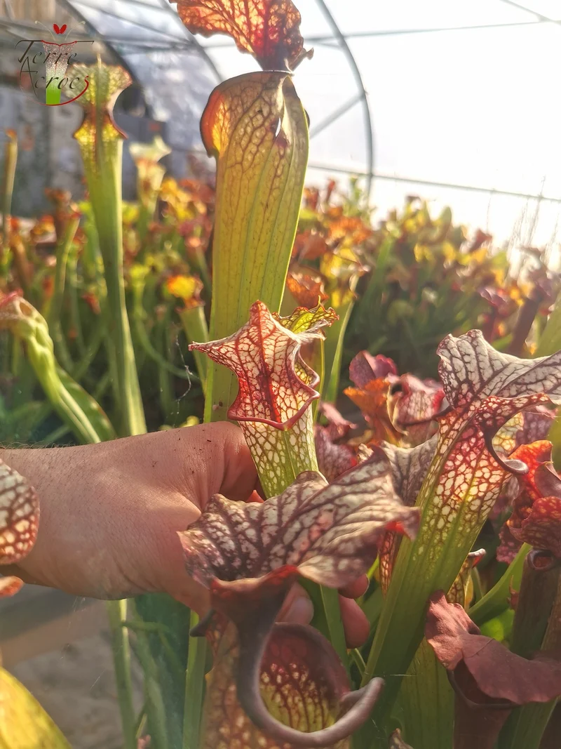 Graines Sarracenia 2025 (SXM06n x OP)