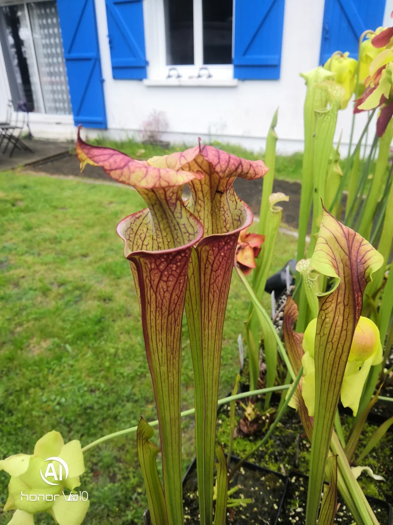 SXM04 Sarracenia x moorei -- (S. leucophylla "Purple Lips" x S. flava var. cuprea)(Phil Faulisi hybrid)