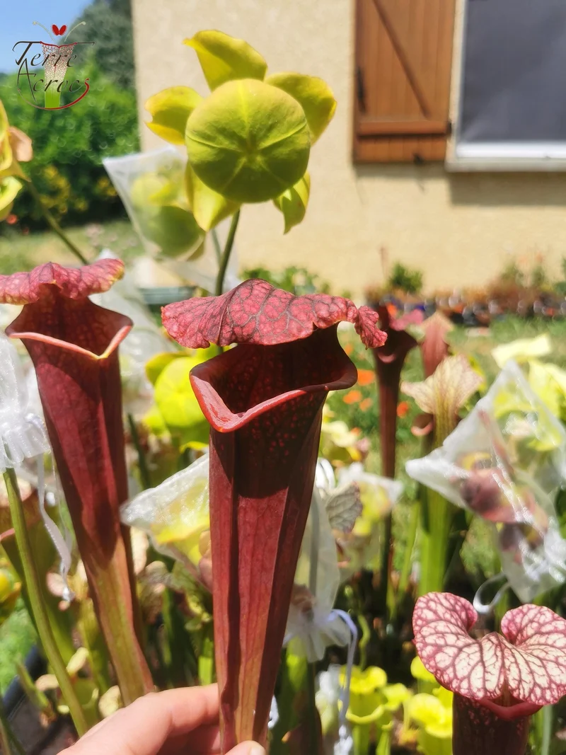 Graines Sarracenia 2025 (SXM11 x OP)