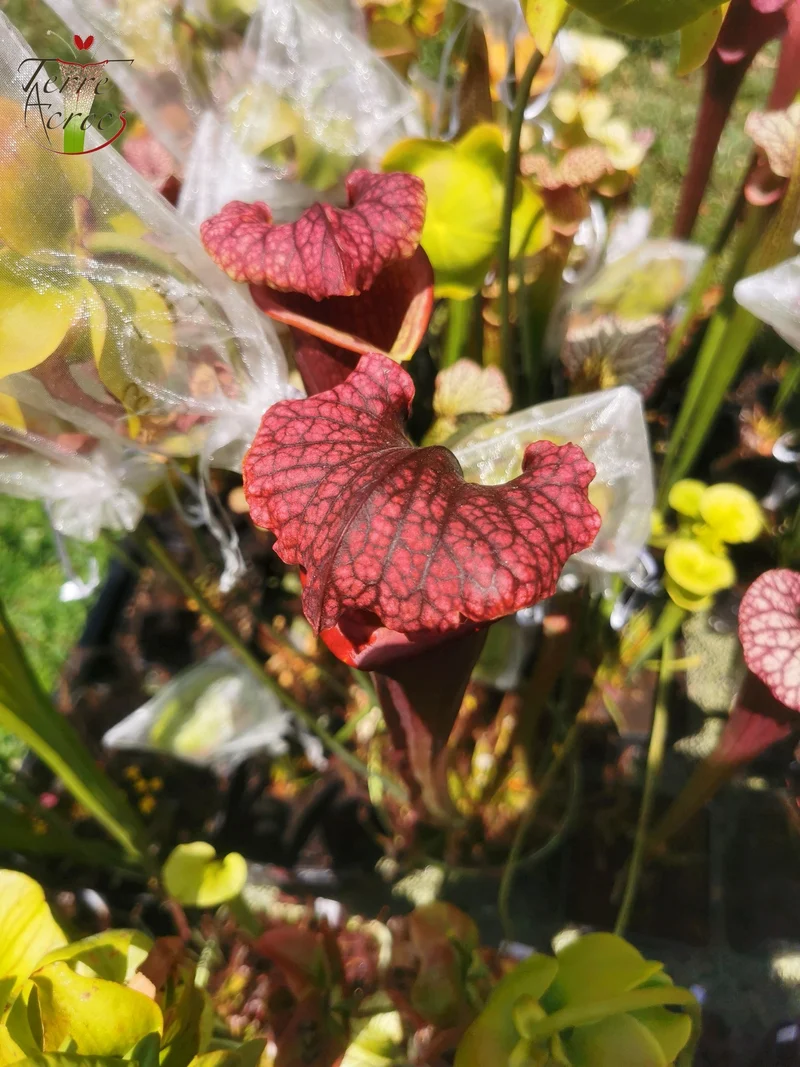 Graines Sarracenia 2025 (SXM11 x OP)