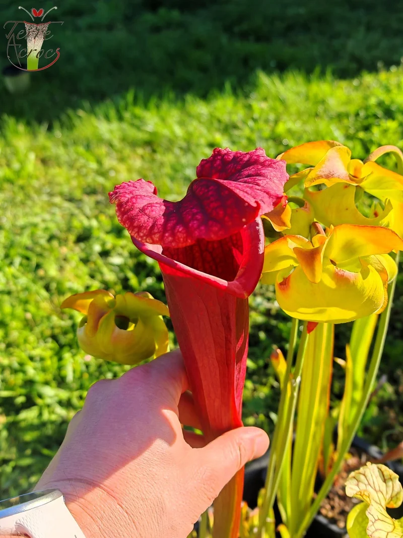 SXM11 Sarracenia x moorei -- “Praetorian Guard” (H260, MK)
