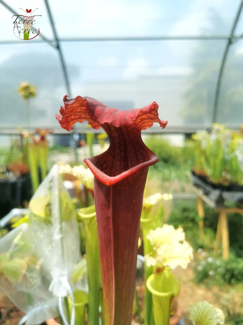 Graines Sarracenia 2025 (SXM11 x OP)