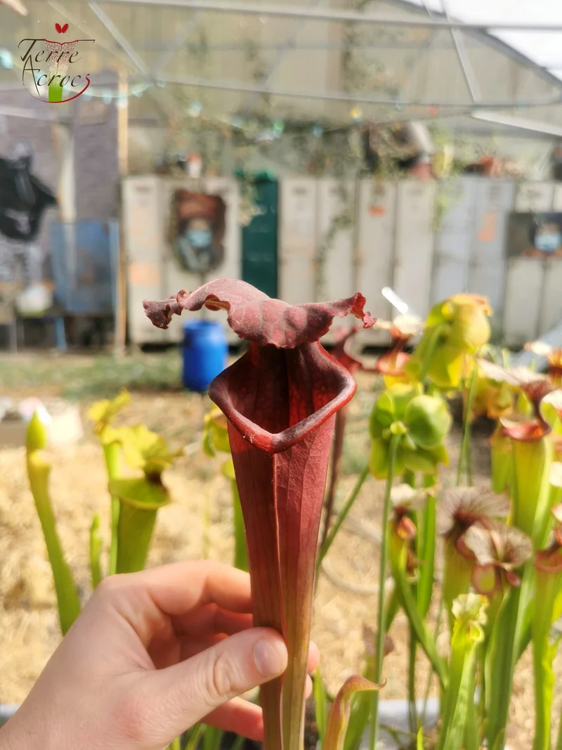 Graines Sarracenia 2025 (SXM11 x OP)