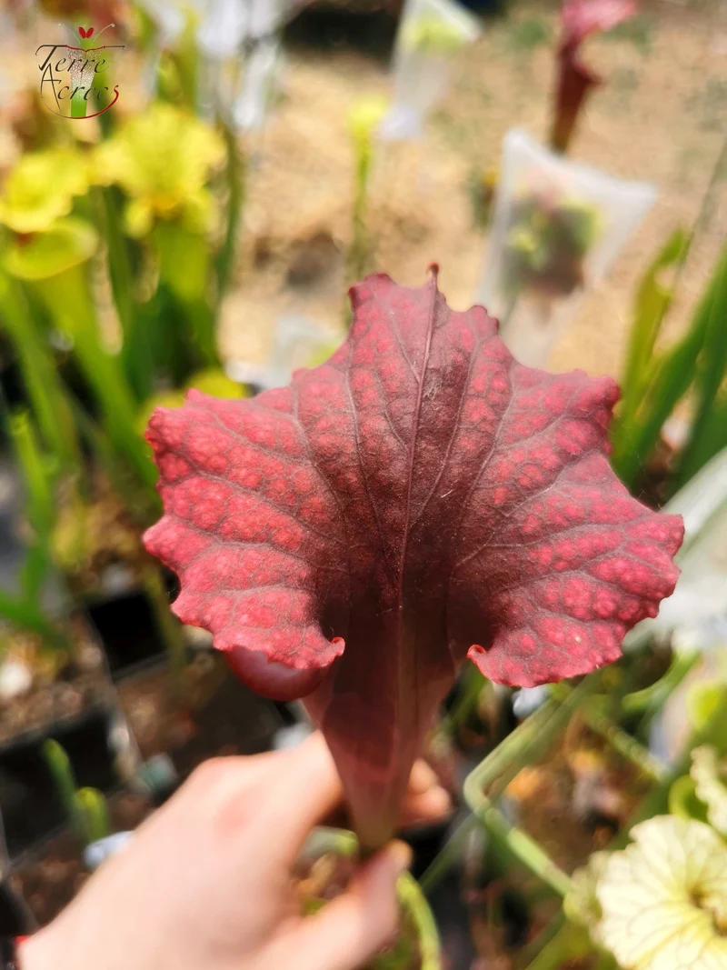 Graines Sarracenia 2025 (SXM11 x OP)