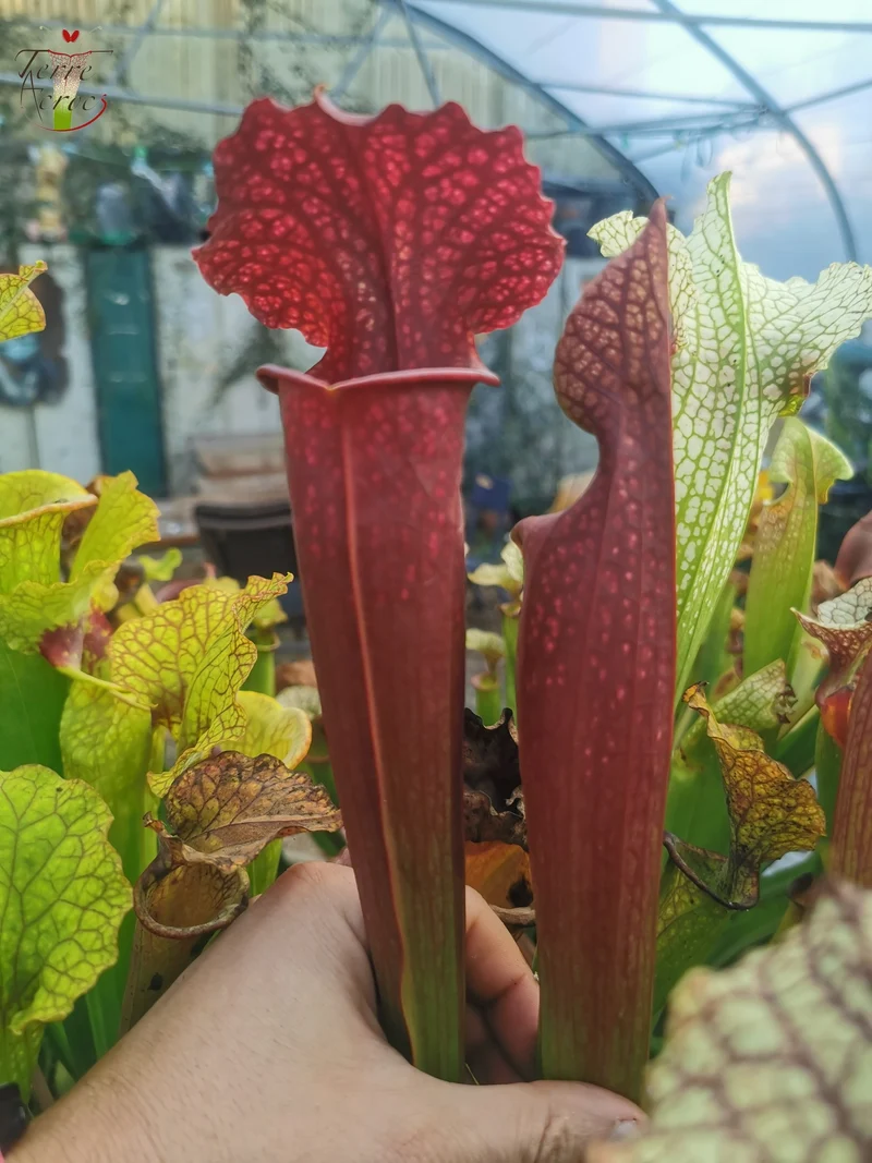 Graines Sarracenia 2025 (SXM11 x OP)