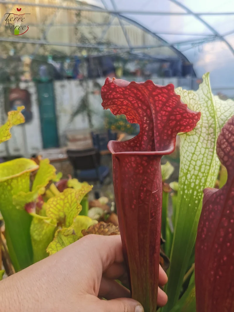 Graines Sarracenia 2025 (SXM11 x OP)