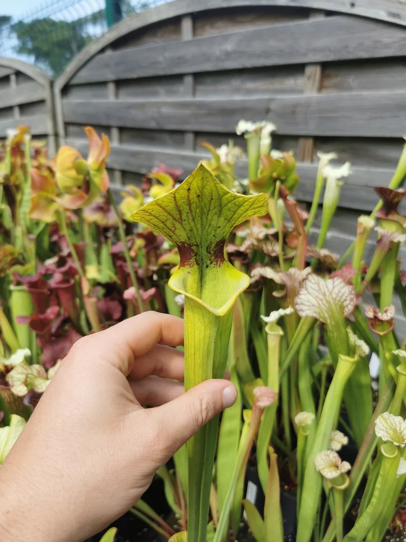 SXM08 Sarracenia x moorei – ‘Brook’s Hybrid’ (H7, MK)